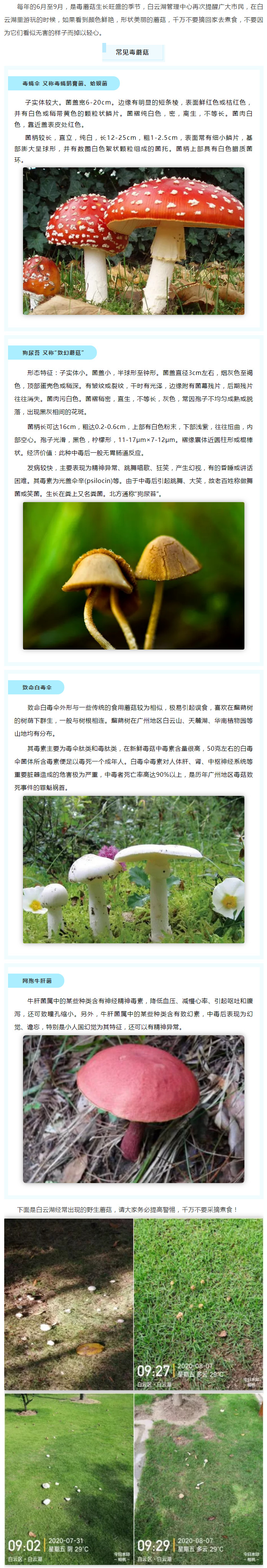 白云湖里的蘑菇再可爱，也千万不要采摘！_副本.jpg